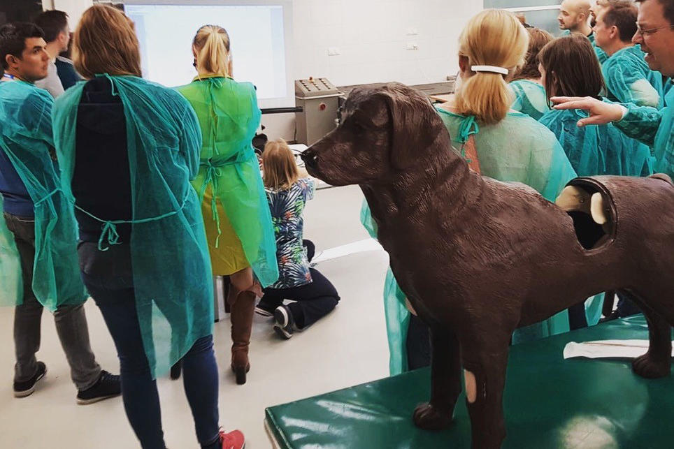 Am lebensgroßen Modell einer Labradorhündin können Studierende  üben.