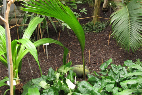 Im Botanischen Garten ist im Januar der <a href=" www.fu-berlin.de/campusleben/campus/2012/120119_seychellenpalme1">größte Same der Welt gekeimt</a>: eine Seychellenpalme.