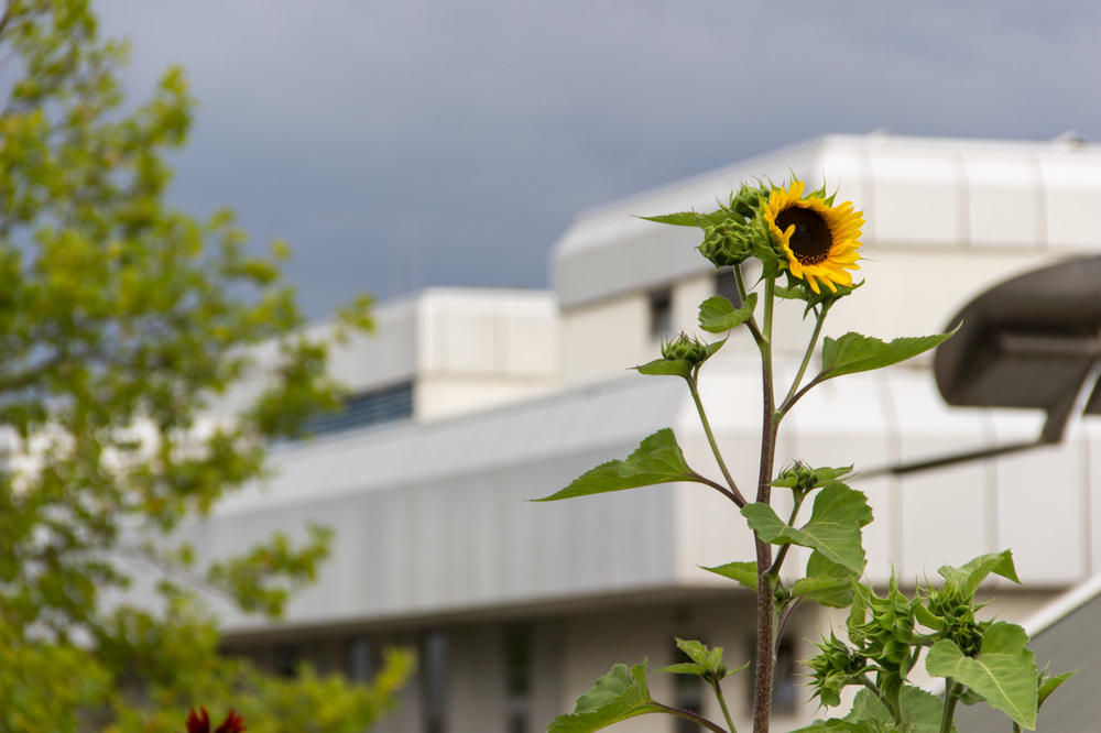 An der Freien Universität Berlin wurde im Jahr 2001 ein umfassendes Energiemanagement eingeführt – mit großen Einsparungen, die das Budget der Hochschule entlasten und einen Beitrag für den Klimaschutz leisten.