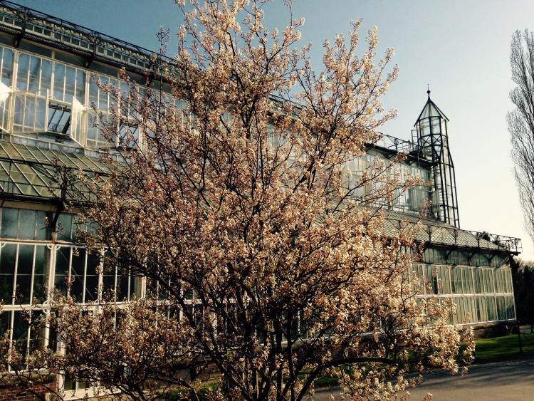Die Kupfer-Felsenbirne (Amelanchier lamarckii) blüht vor den Gewächshäusern.