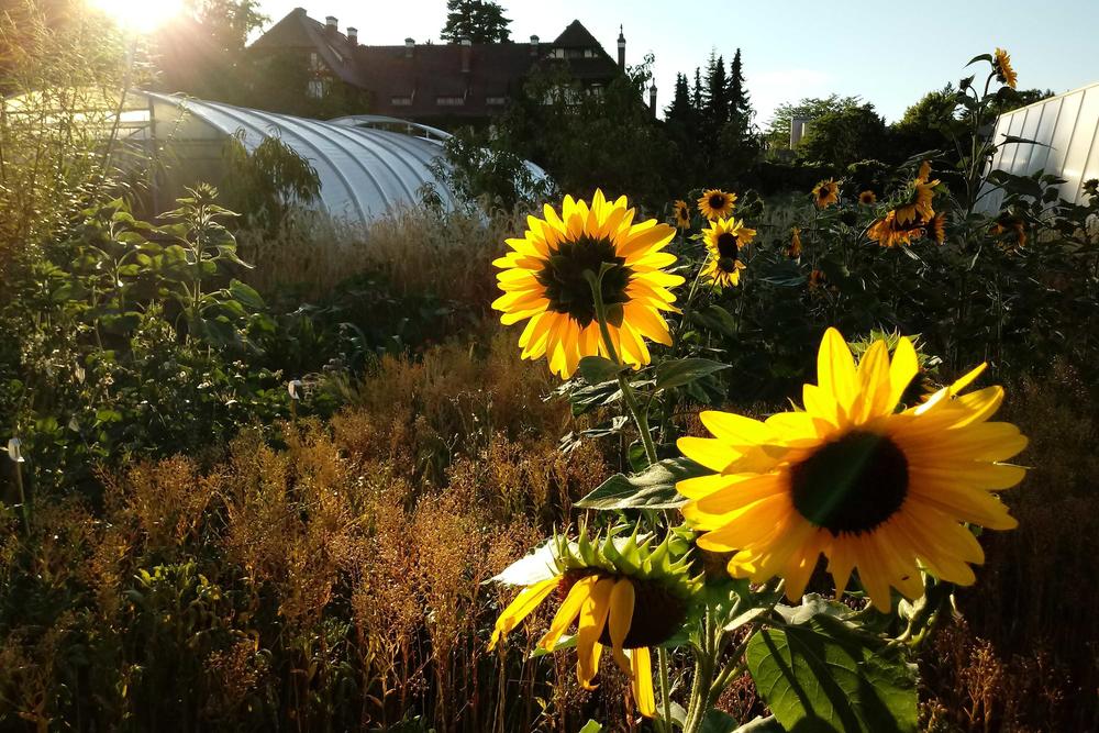 Urban Gardening im Botanischen Garten