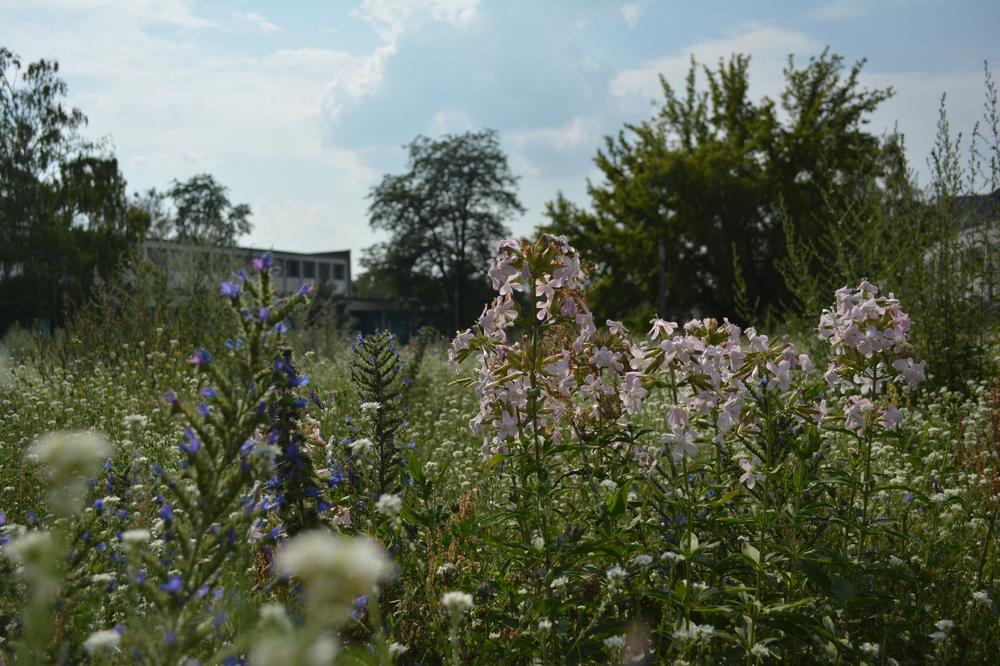 Initiative „Blühender Campus“: Auf den Blühwiesen, die über den gesamten Campus der Freien Universität verteilt sind, wurde das Mähen stark reduziert. Forschende konnten dort eine bis zu vierzigfach höhere Menge an Insekten nachweisen.