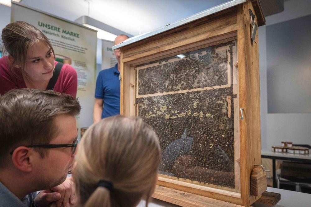 Echte Honigbienen konnte man in einem Schaukasten beobachten.