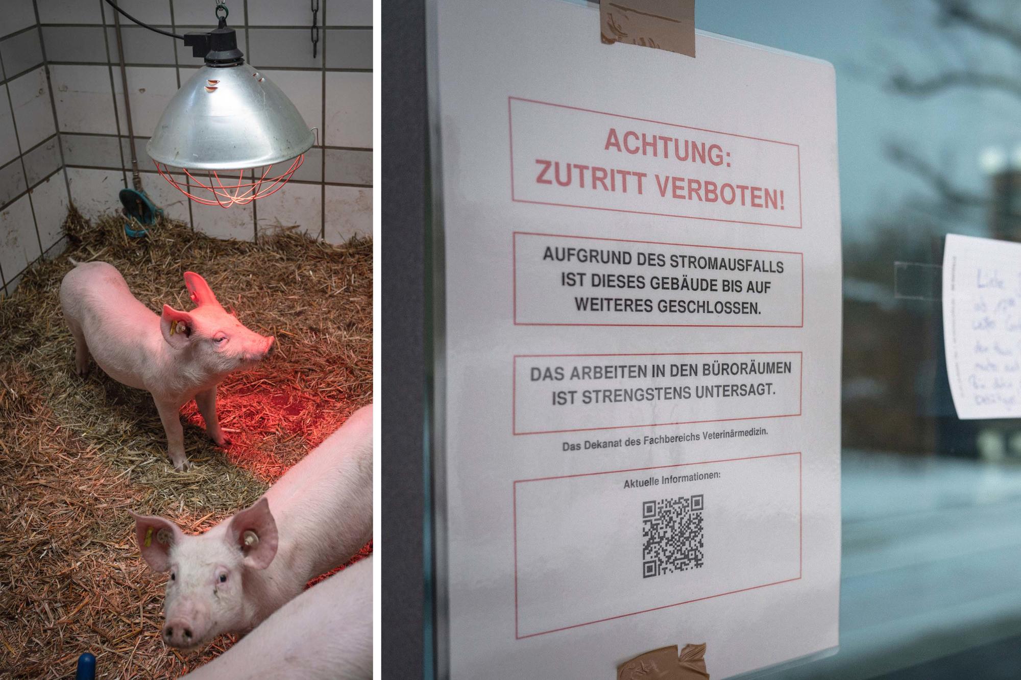 Bei der Notstromversorgung hatten die am Fachbereich gehaltenen Tiere stets oberste Priorität. Zum Schutz aller Beteiligten wurde ausschließlich im Homeoffice gearbeitet, während die Lehre vollständig online stattfand.