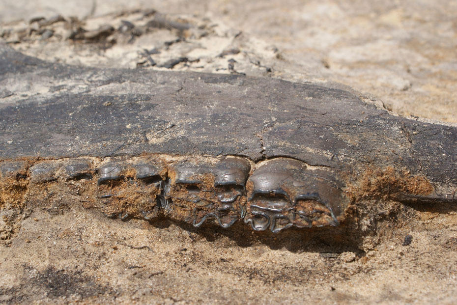 Gefunden wurde unter anderem ein 130.000 Jahre alter Pferdeunterkieferknochen.