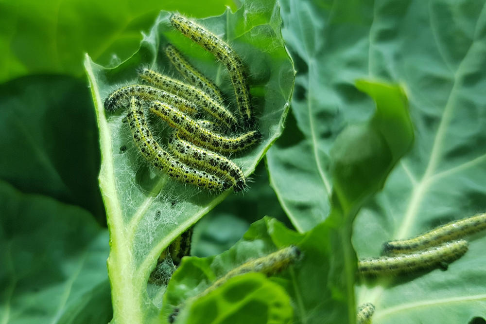 Pflanzen können sich gegen Fressfeinde wie diese Larven des Kohlweißlings wehren, etwa indem sie sich durch hormonelle Veränderung direkt verteidigen oder ihre Nachbarpflanzen warnen.