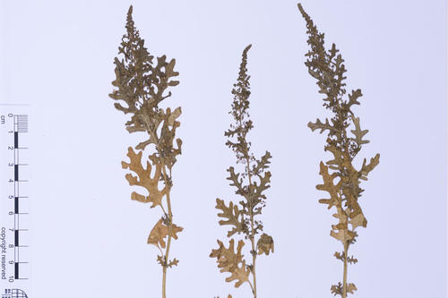 Herbarium specimens document the wealth of different forms found in nature. The preserved plants store evidence of insecticides used in the 1970s, the Chernobyl nuclear disaster in the 1980s, and particulate matter found in the present day.