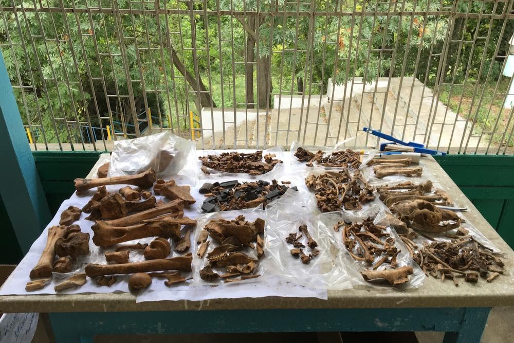 Was von der Viehzucht übrigbleibt. Tierknochen aus einer Steppensiedlung der Bronzezeit.