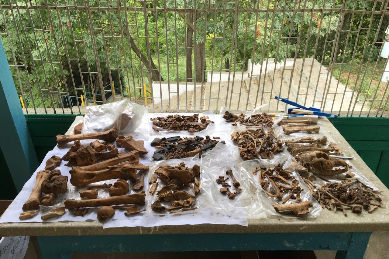 Was von der Viehzucht übrigbleibt. Tierknochen aus einer Steppensiedlung der Bronzezeit.