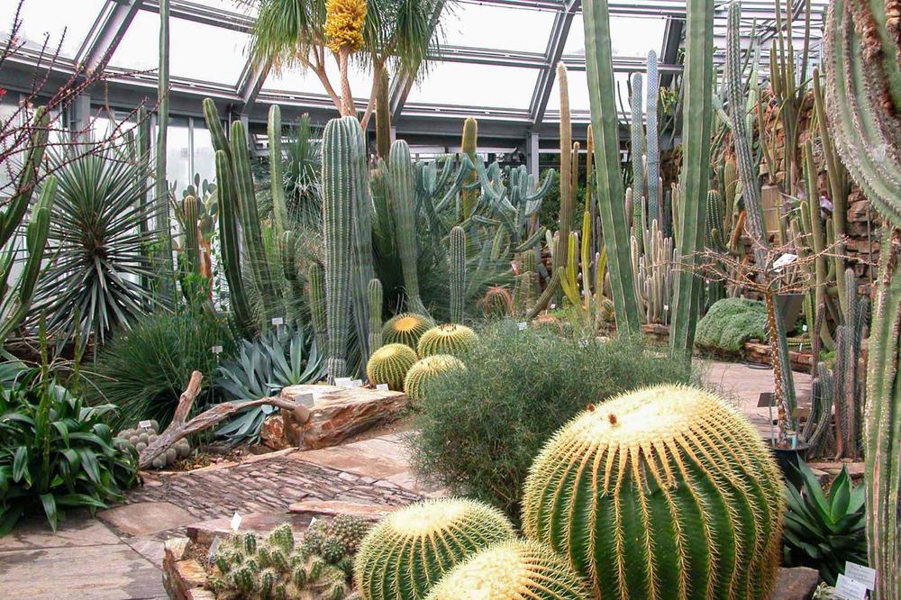 Blick ins Kakteenhaus im Botanischen Garten Berlin