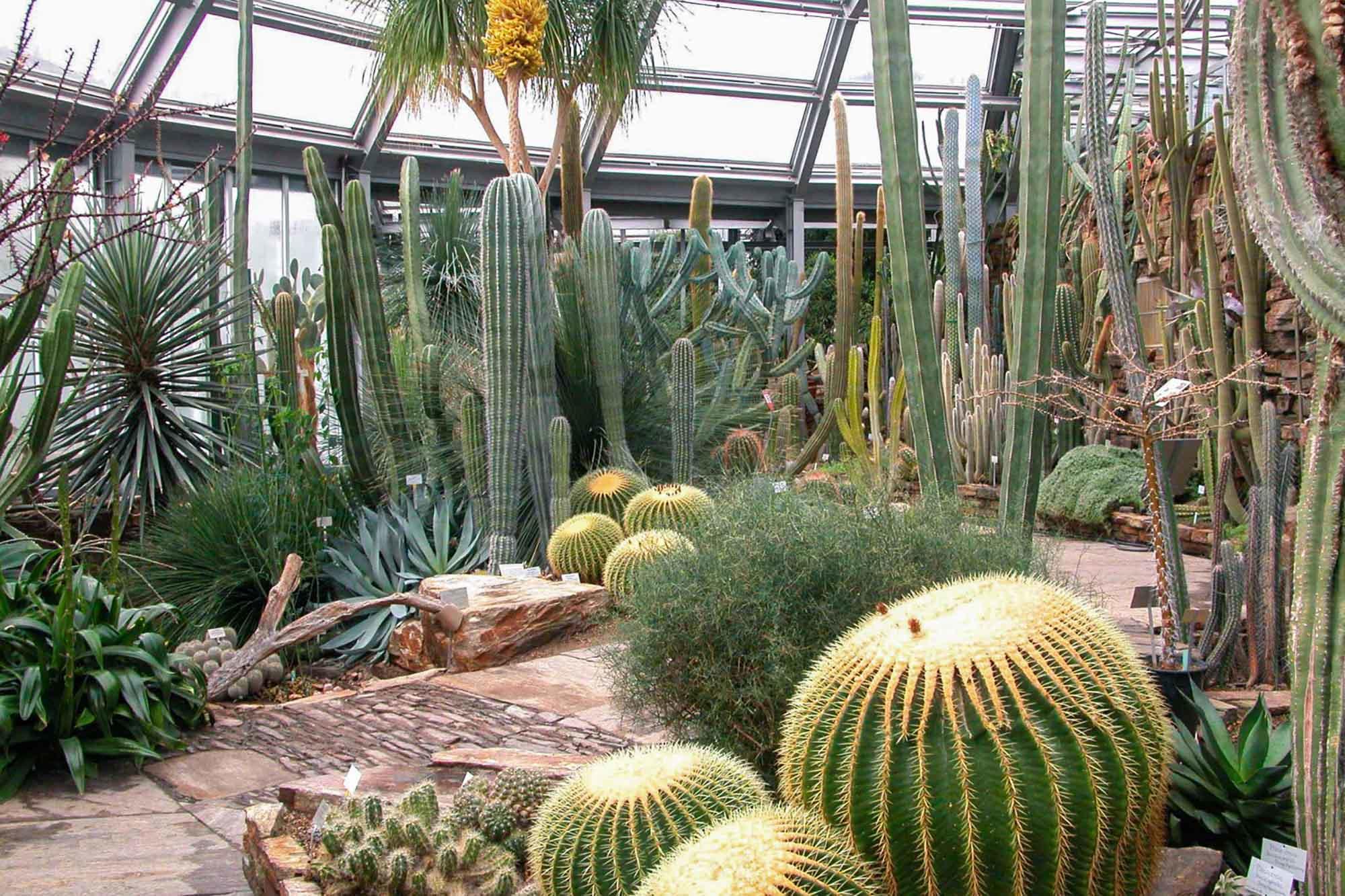 Blick ins Kakteenhaus im Botanischen Garten Berlin