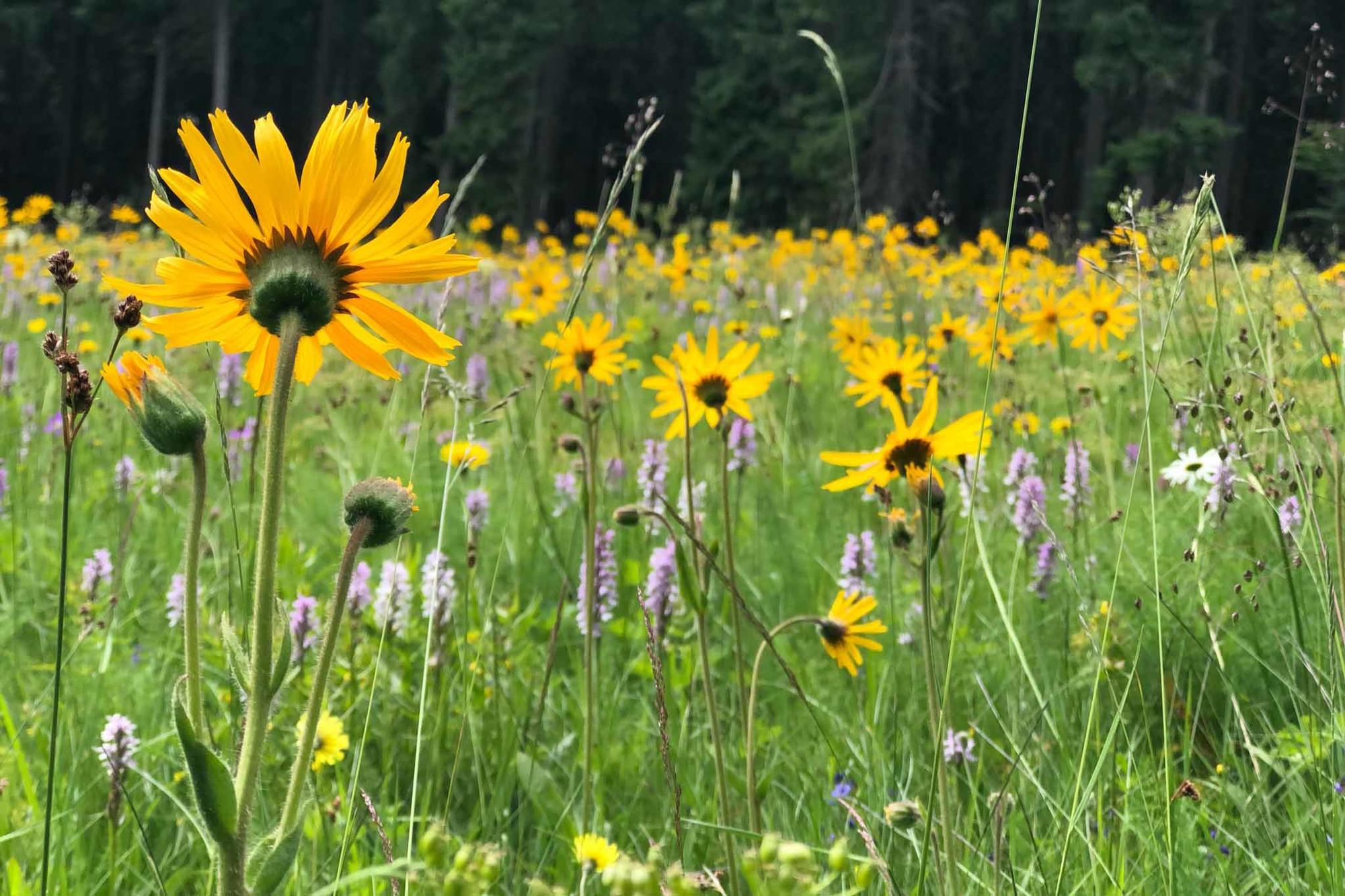 Bedrohte Pflanzenart: Arnika (Arnica montana) gehört zu den Korbblütengewächsen, also zur selben Pflanzenfamilie wie Sonnenblume, Löwenzahn und Chicorée.