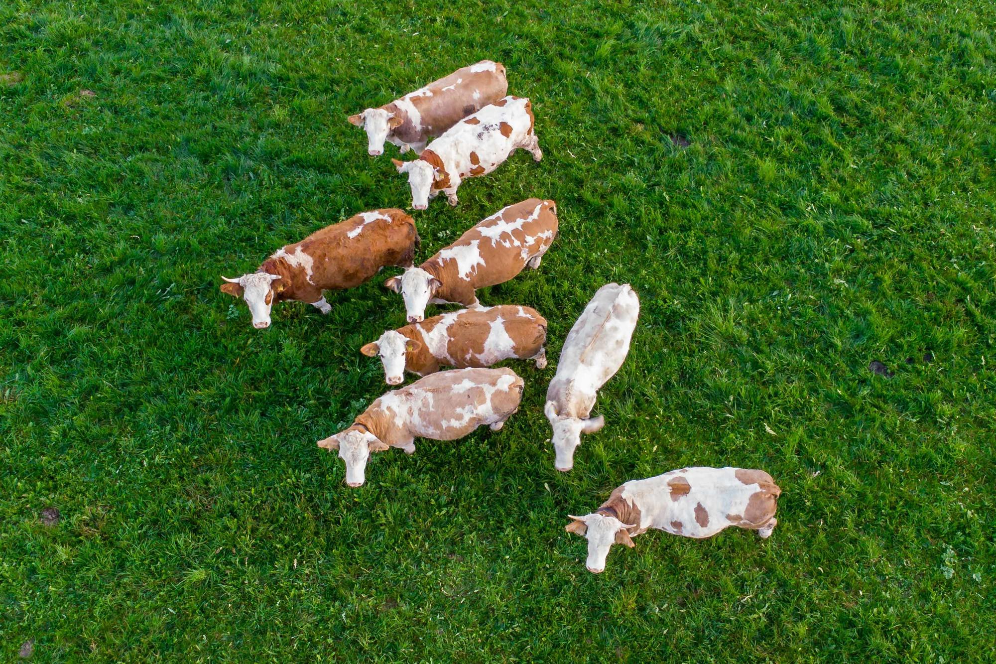 Kriminelle haben nicht nur teure Maschinen im Blick, auch Tiere werden gestohlen.