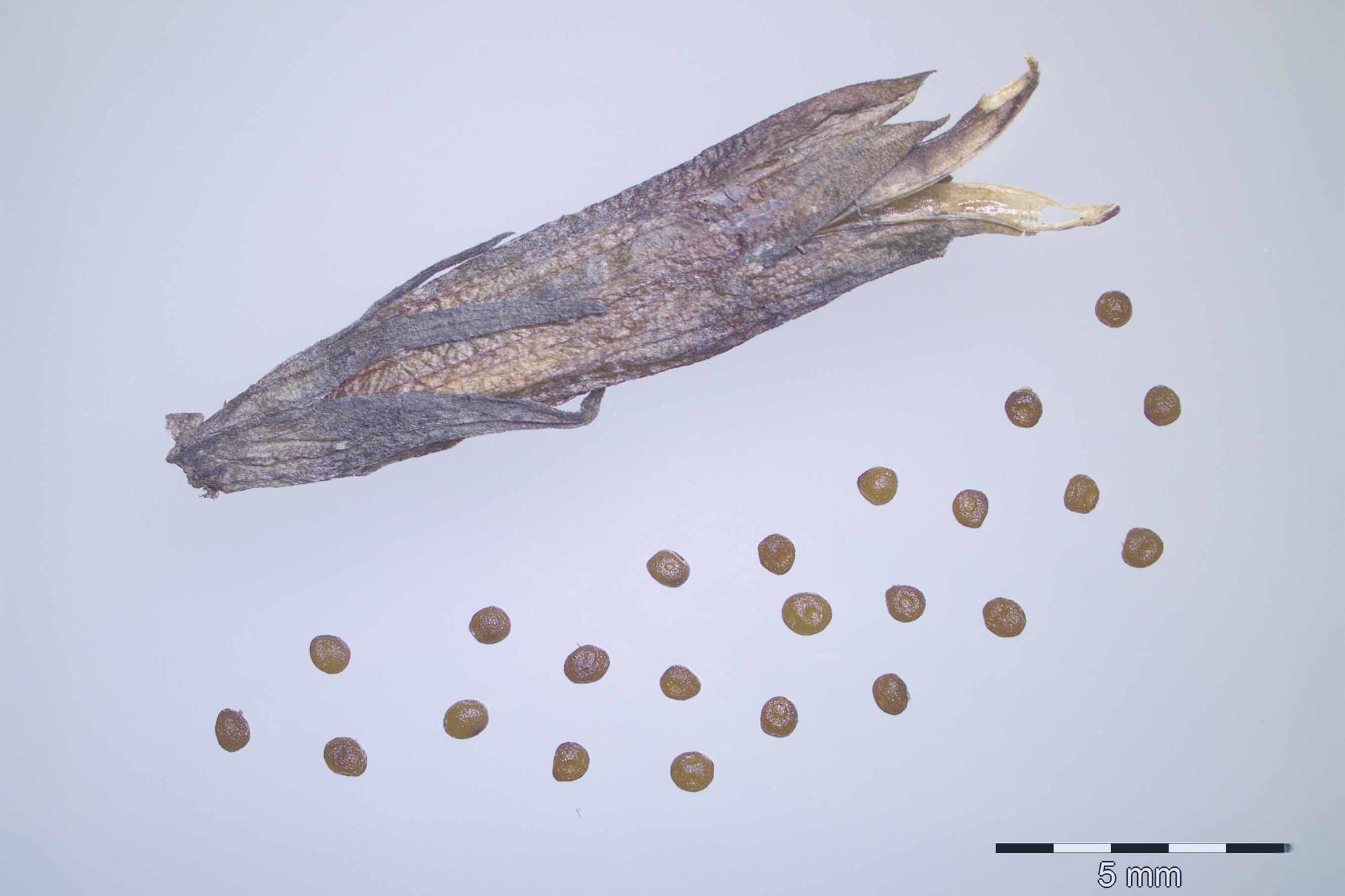 Die Samen des Sumpf-Kranz-Enzians gehört zu den seltensten in der Saatgutbank Dahlem für Wildpflanzen, die Teil  des Botanischen Gartens Berlin ist.