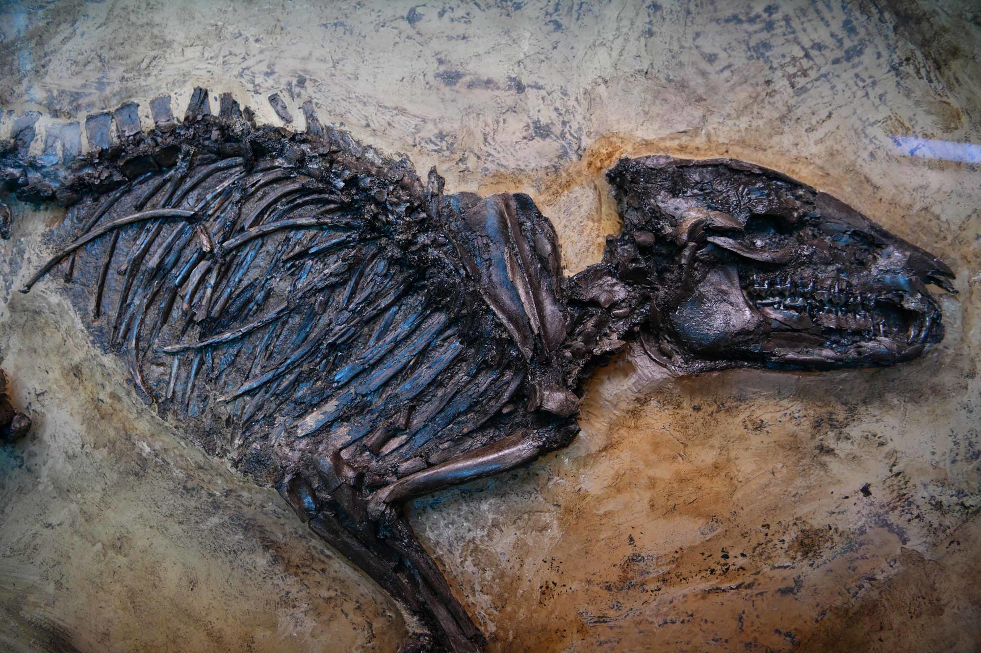 Die Grube Messel, ein UNESCO Weltnaturerbe, ist berühmt wegen ihrer Fossilien aus dem Ölschiefer.