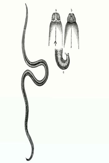 Ascariden (Spulwürmer) gehören zu den Rundwürmern (Nematoden).