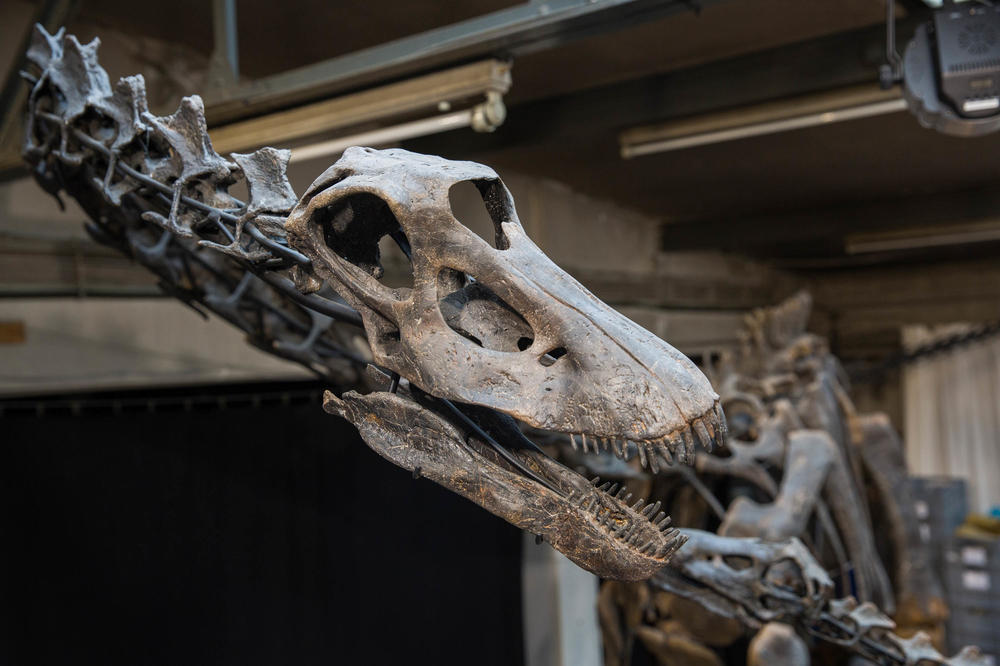 Schädel eines Sauropoden. Ausgewachsene Tiere konnten Längen von mehr als 30 Metern erreichen.