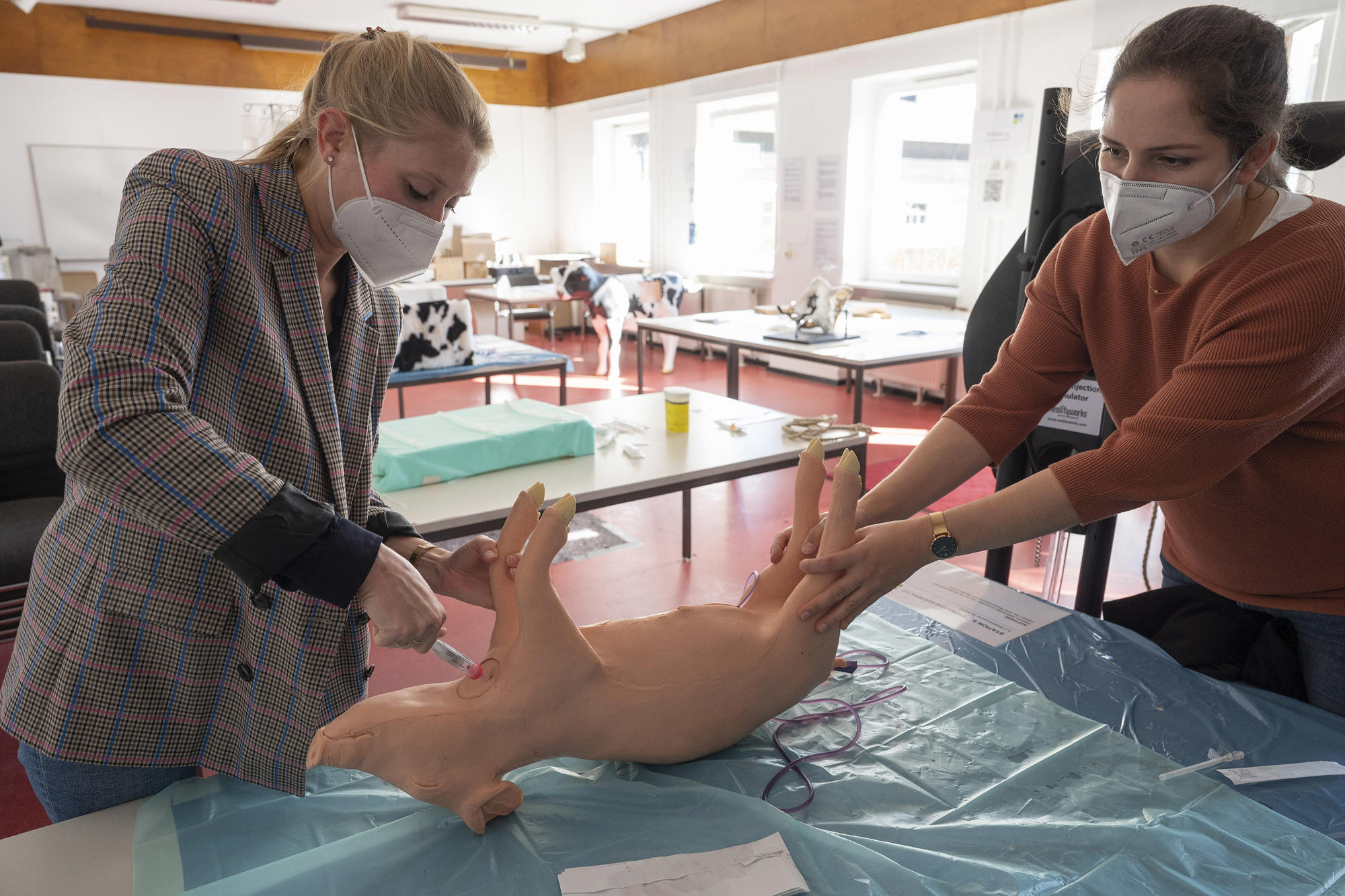 Peter, das Läuferschwein, verfügt über verschiedene Trainingsmodule – von der Blutentnahme bis zur Kastration.