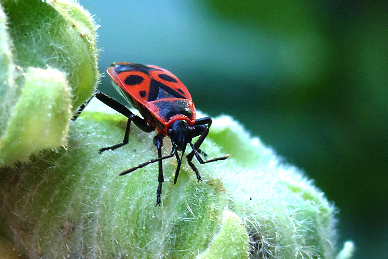 Feuerwanzen sind auch auf dem Schulhof zu finden. Die Schüler*innen konnten mit dem Forschen sofort loslegen und eine faszinierende Welt kennenlernen.