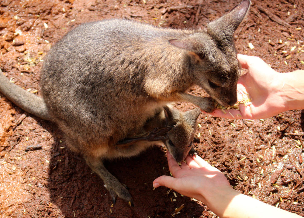 ... die manchmal ganz zutraulich waren.