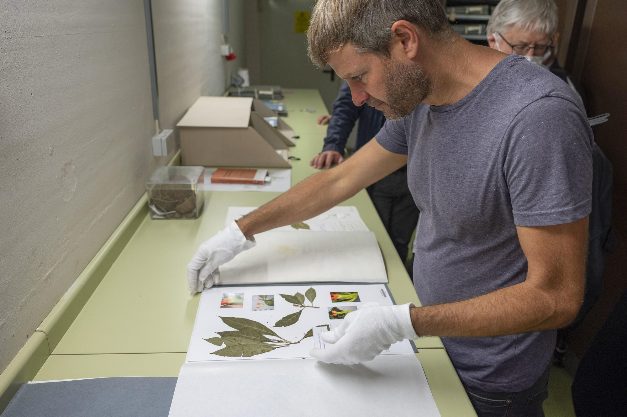 Nils Köster, curator for tropical and subtropical living plant collections, examines historic herbarium specimens.