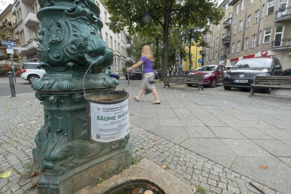 Please help water the trees! In hot summers, the trees in cities are under great danger.