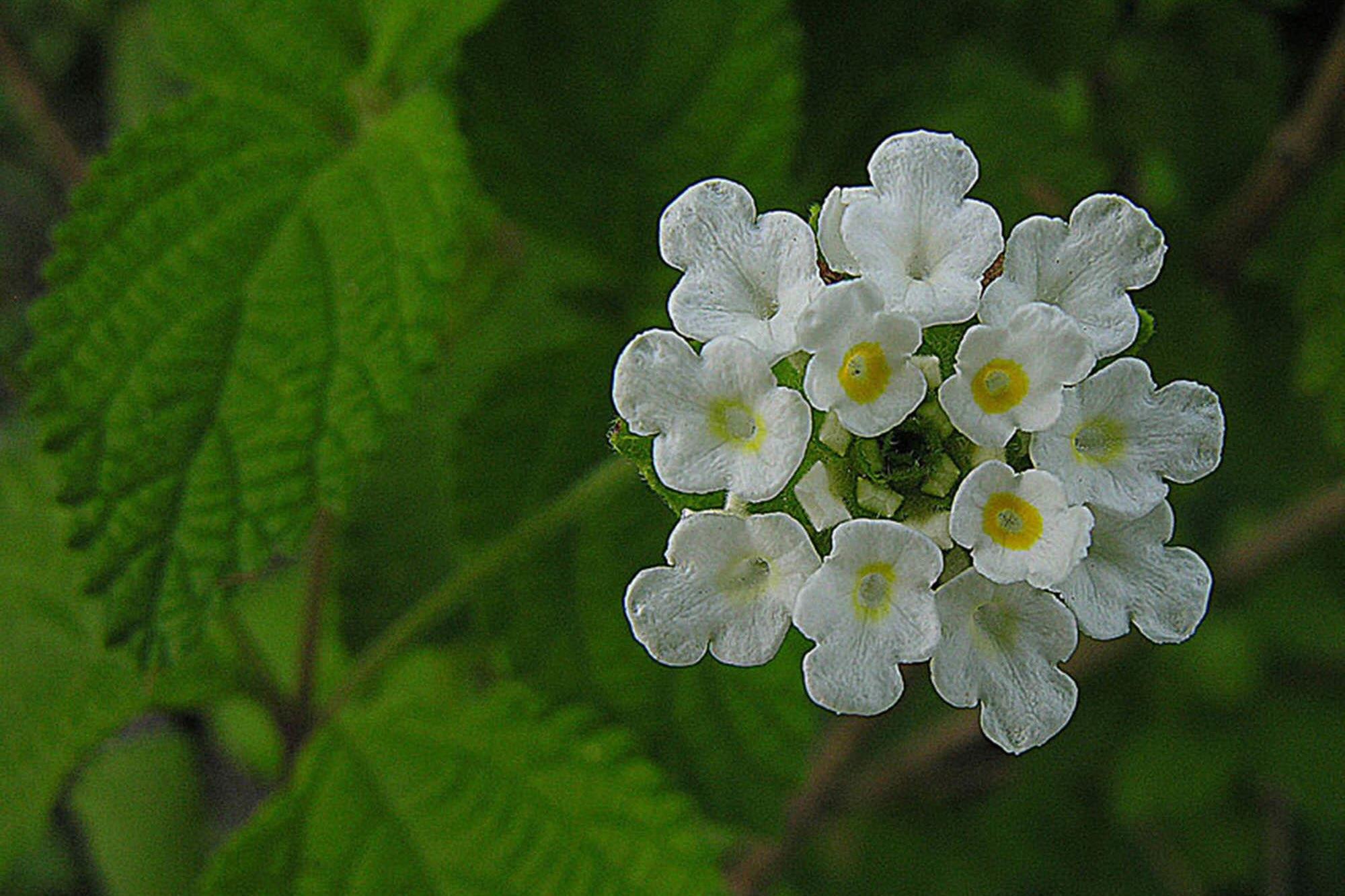 Lippia graveolens, a Mexican oregano species whose essential oils have antibacterial properties.