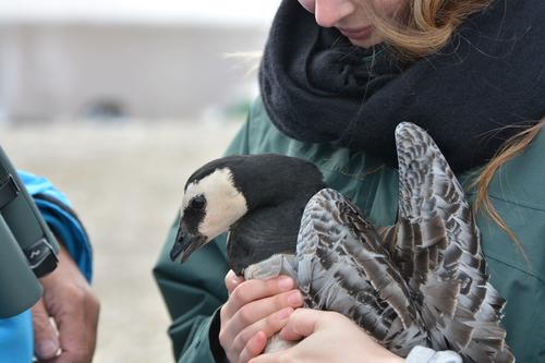 Research work, up close and personal: Population studies with goose researcher Maarten Loonen in Ny-Ålesund.