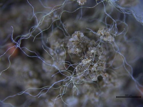 Polyester fibers in soil.