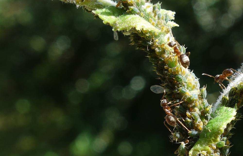 The common black garden ant (Lasius niger) behaves differently depending on whether it lives in a city or the countryside.