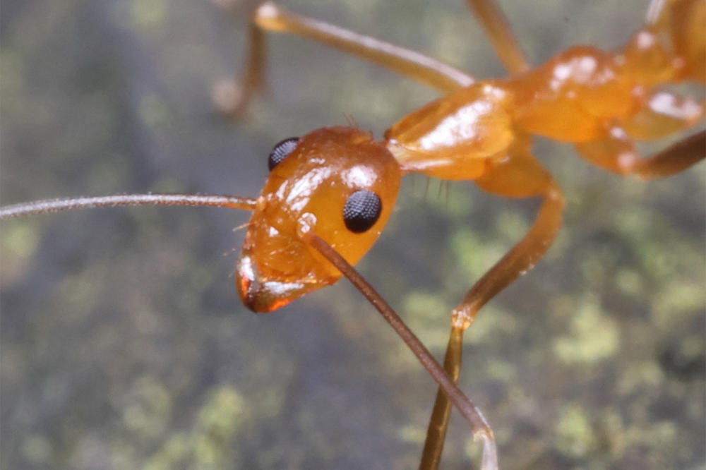 The yellow crazy ant (Anoplolepis gracilipes) can cause severe animal welfare impacts.