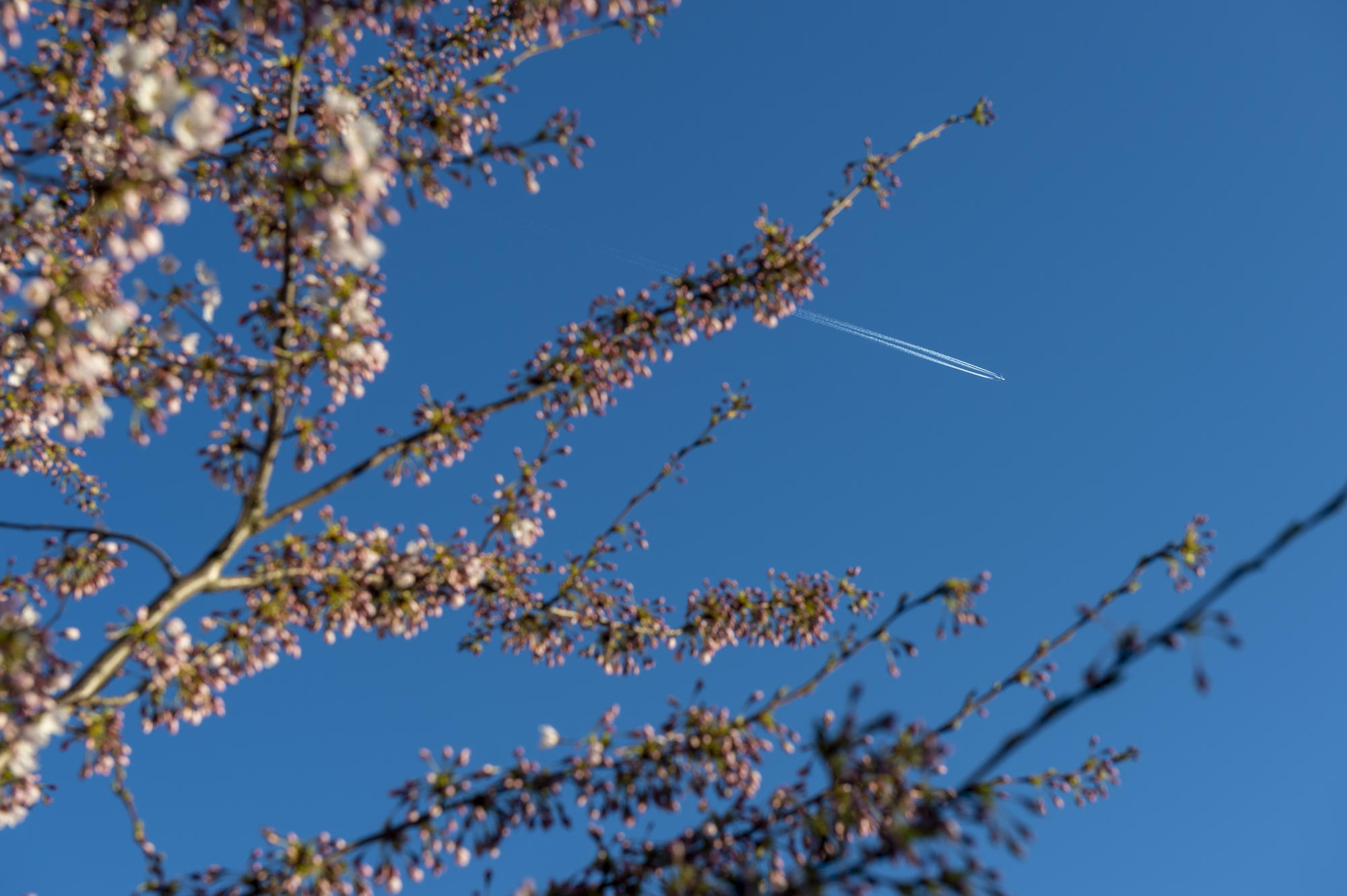 2019 04 01 Spring Campus Flight Trails (2)