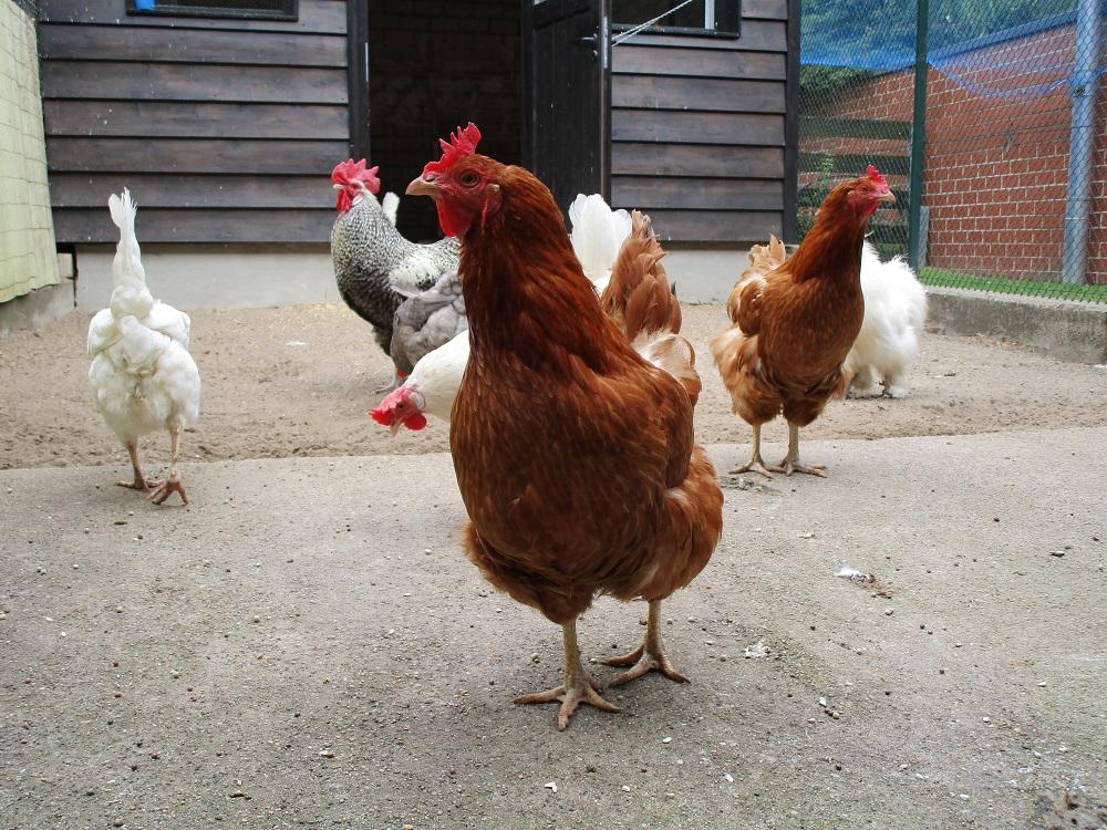 Die Abteilung Geflügel der Nutztierklinik der Freie Universität Berlin bietet zusätzliche Impftermine an.
