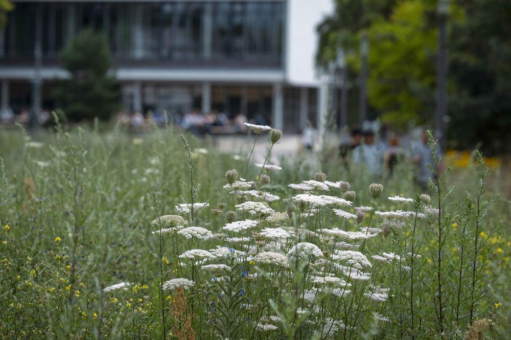 Blühende Wiesen auf dem Campus der Freien Universität Berlin