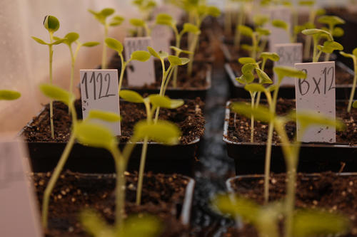 Raps gilt inzwischen als wichtigste Ölpflanze in Europa. In der Angewandten Genetik im Institut für Biologie der Freien Universität wird an Krankheiten geforscht, die Raps schädigen können.