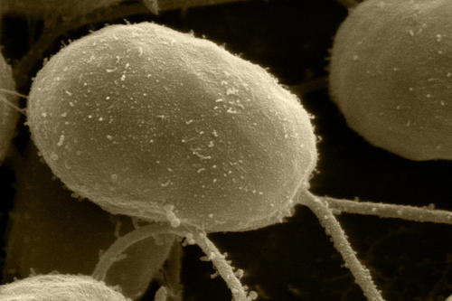 Steht im Mittelpunkt der Forschung von Alexander Bockmayr: die Grünalge "Chlamydomonas reinhardtii".