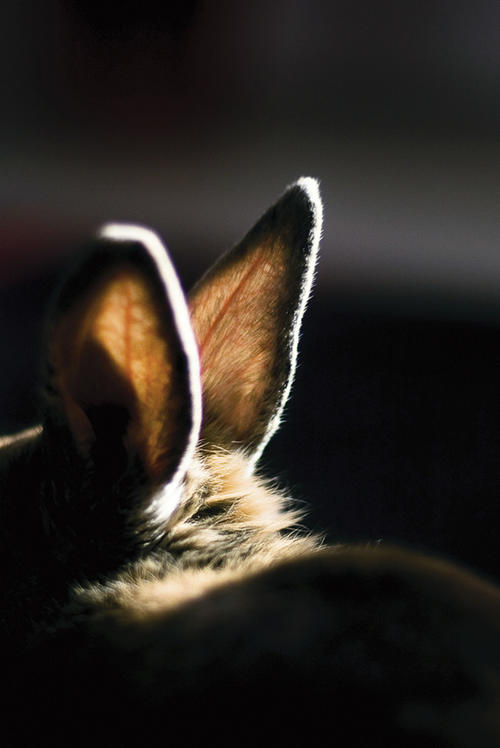 Kaninchen wurden - leider - zu Symboltieren der Tierforschung.