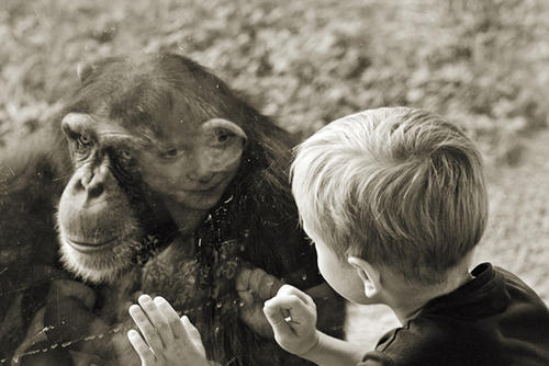 Mit unseren nächsten Verwandten auf Augenhöhe