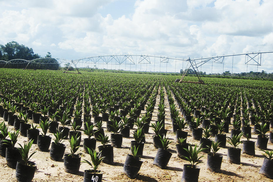 Palmöl-Plantage im brasilianischen Bundesstaat Pará.