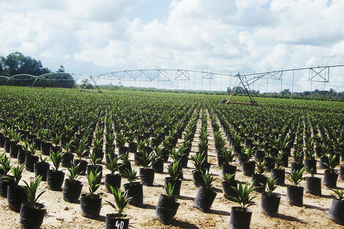 Palmöl-Plantage im brasilianischen Bundesstaat Pará.