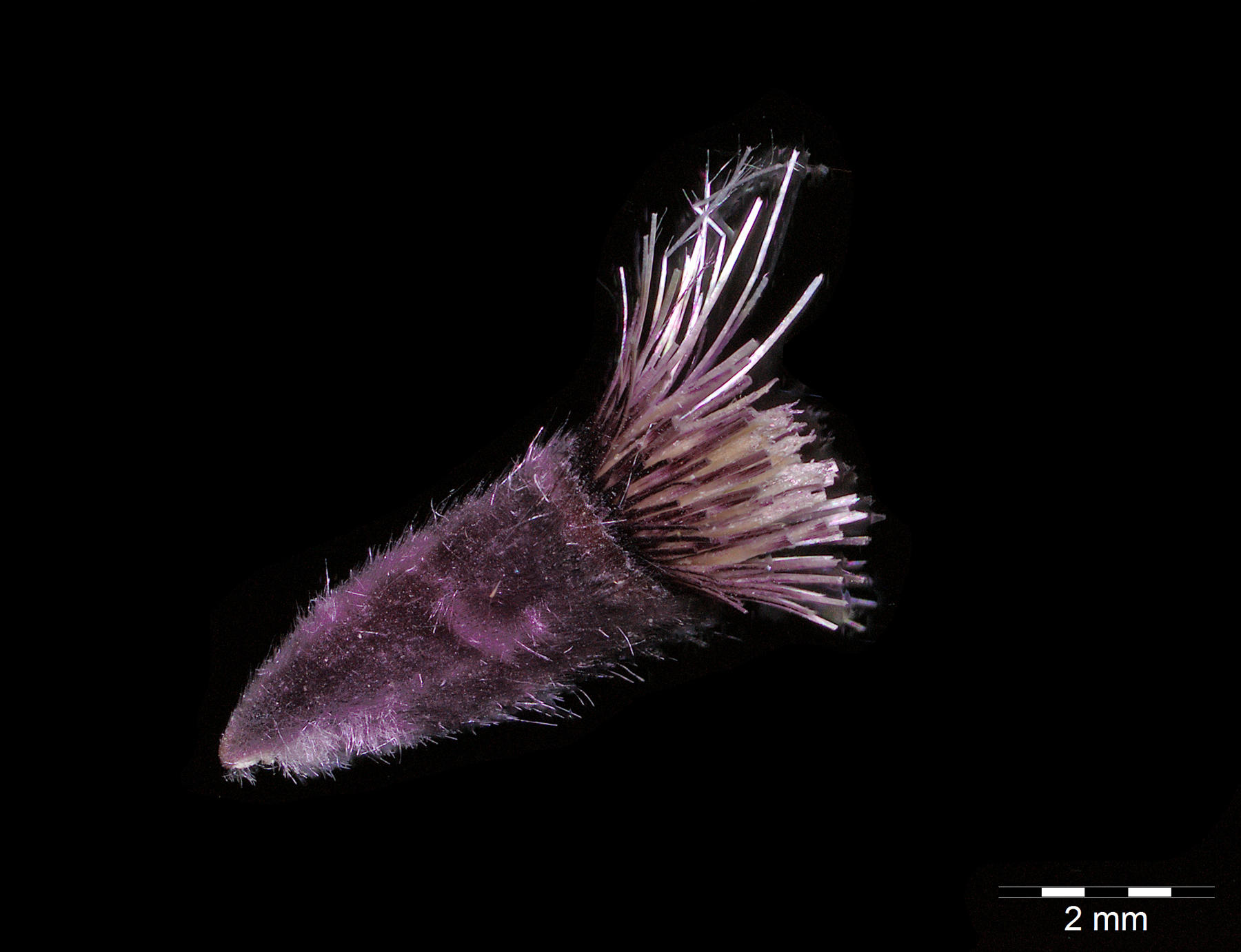 Centaurea aegialophila, die Wagenitz- Meerstrand-Flockenblume aus Zypern, gehört zu den Asterngewächsen (Compositae). Diese Sammlung ist ein Beispiel für den Forschungsschwerpunkt Asternartige (Asterales) am Botanischen Garten.