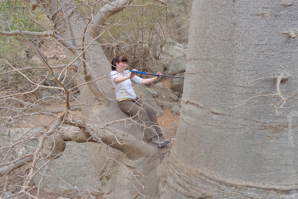 Franziska Slotta, wissenschaftliche Mitarbeiterin im Team von Frank Riedel, setzt für eine Bohrung an einem Baobab an.