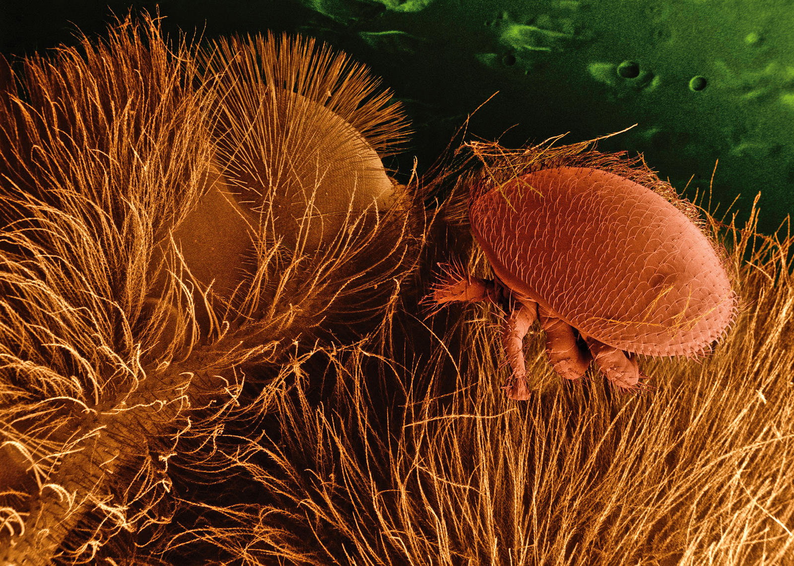 Huckepack: eine Varroa-Milbe auf einer Biene unter dem Mikroskop. Die Milben heften sich am Körper der ausgewachsenen Bienen an und saugen deren Hämolymphe, ihr Blut.