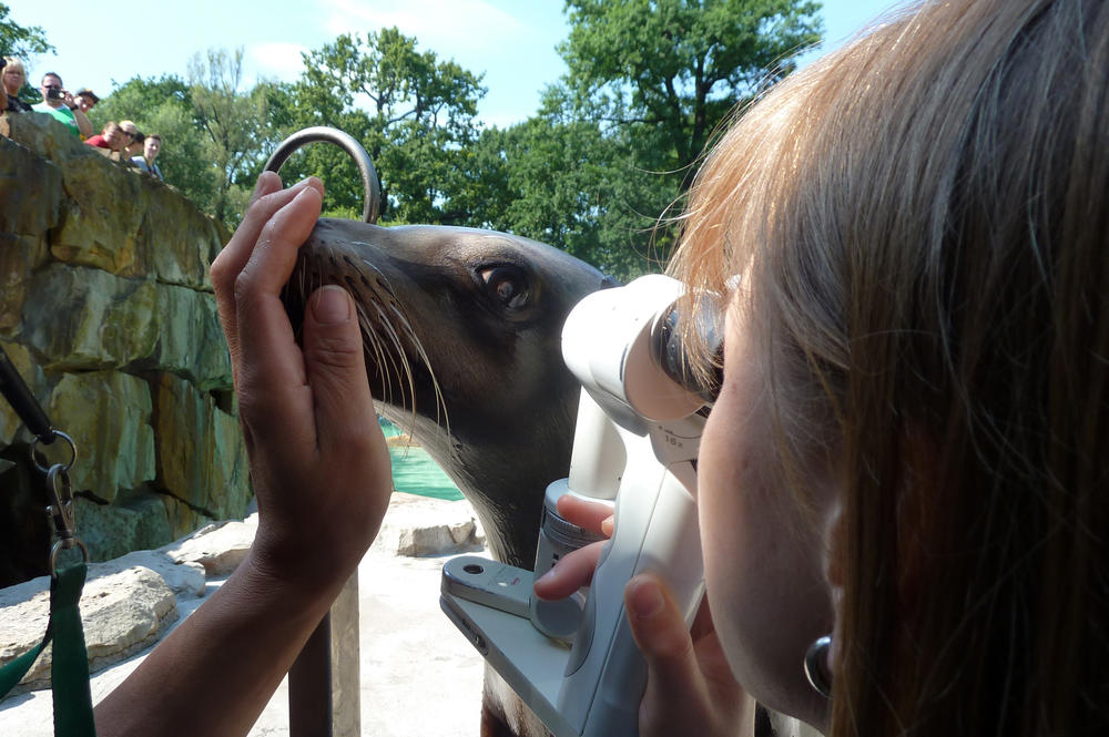 Die Untersuchung des Robbenauges mit einer Handspaltlampe – und die damit mögliche zehnfache Vergrößerung – kann Miriam Stach nur durchführen, wenn das Tier absolut stillhält.