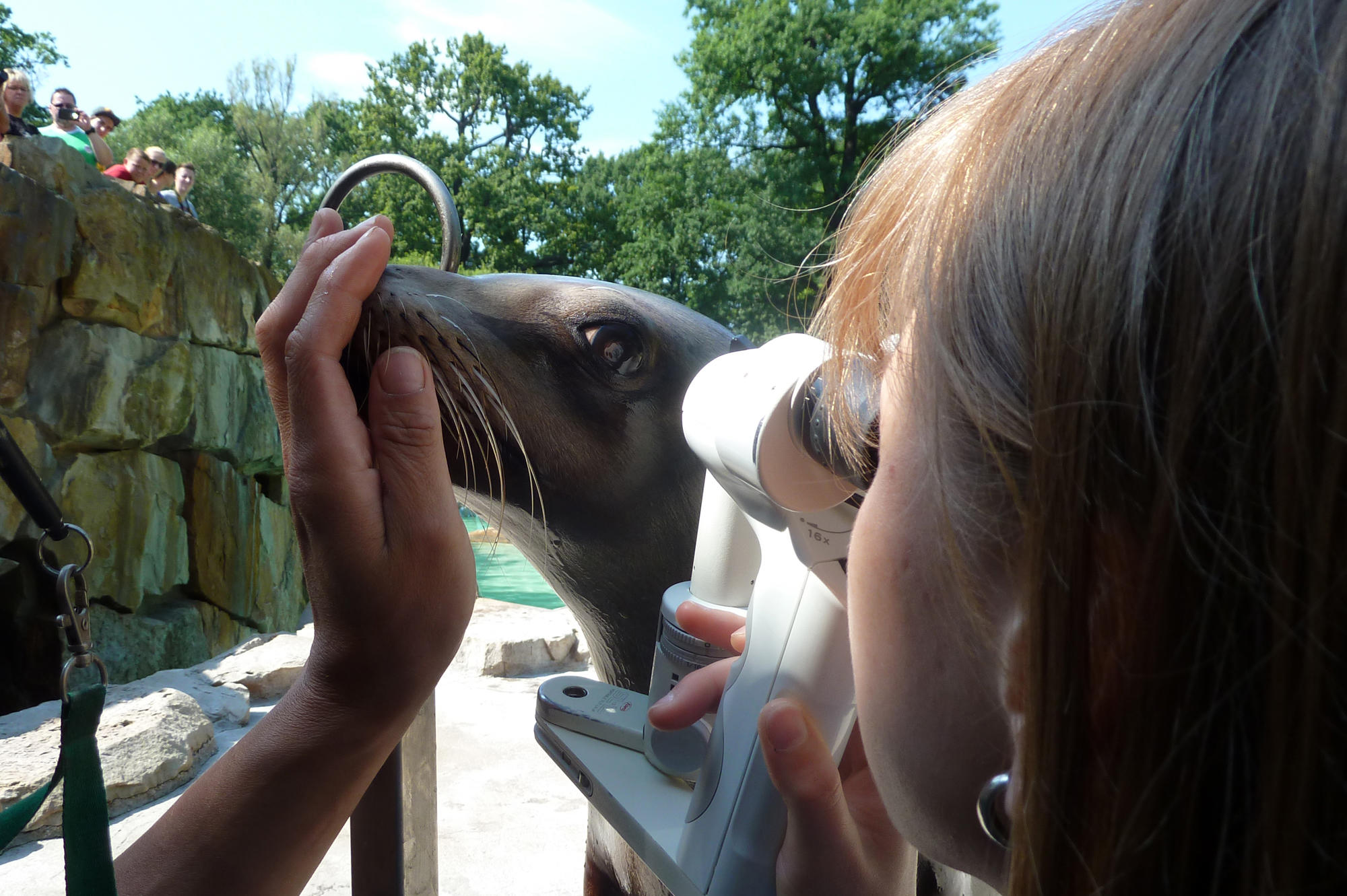 Die Untersuchung des Robbenauges mit einer Handspaltlampe – und die damit mögliche zehnfache Vergrößerung – kann Miriam Stach nur durchführen, wenn das Tier absolut stillhält.