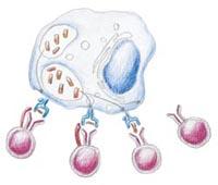 Immunantwort bei Infektion mit M. tuberculosis