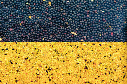 Wenn man die Schalen des Rapses (oben) entfernt, kommen die Kerne (unten) zum Vorschein.