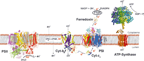 Photosynthese