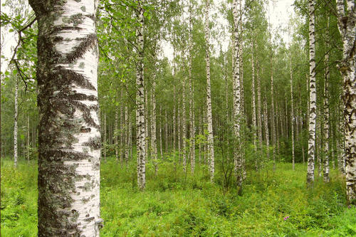 Der Buchtitel „Der Russe ist einer, der Birken liebt“ ist eine Anspielung auf die vermeintliche „Seele Russlands“. Der Roman erzählt die Geschichte einer jungen Frau, die jenseits ihrer Heimat versucht, Wurzeln zu schlagen.
