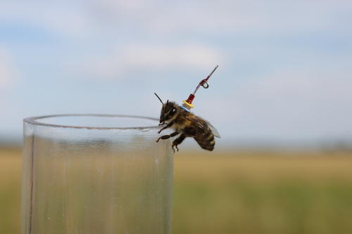 Biologen und Informatiker der Freien Universität erforschen den Schwänzeltanz des Insekts mithilfe einer Roboterbiene. Um die Bienen zu orten, wurden sie mit einer Mini-Antenne versehen.